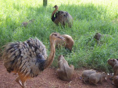 049 PB170455 Rhea and Capybaras at the small zoo.jpg